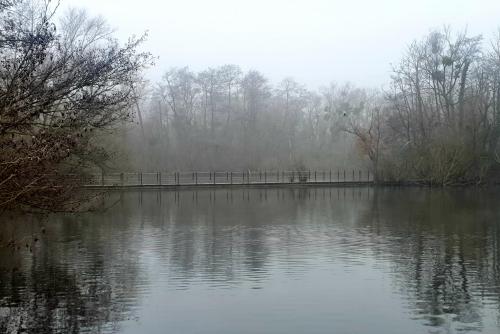 Etang aux cygnes