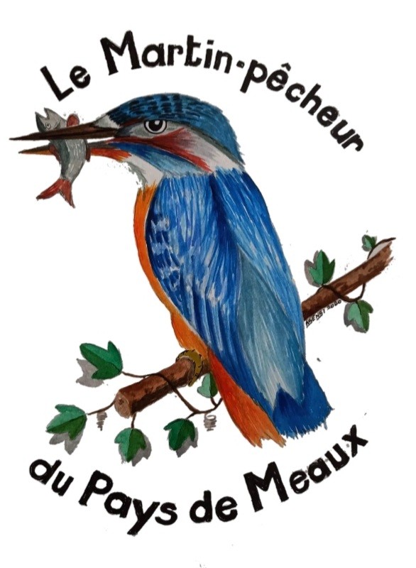 Le Martin-pêcheur du Pays de Meaux